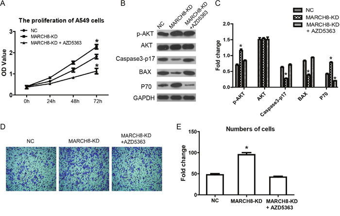 AKT inhibitor blocks the effect of MARCH8 in human lung cancer cells.