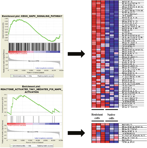 ERK pathway associated genes enriched in epirubicin resistant TNBC cells.