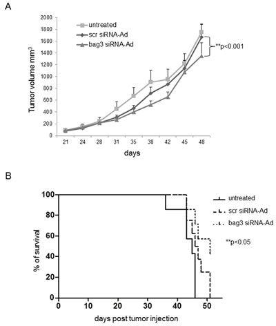 BAG3 down-regulation reduces tumor growth and increases animal survival in a xenograft model.