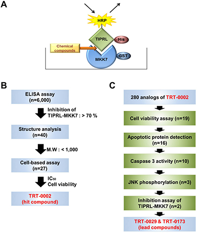 Strategies used to screen for chemical compounds that enhance TRAIL-induced apoptosis by inhibiting MKK7-TIPRL interaction.