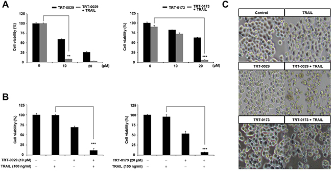 Lead compounds (TRT-0029 or TRT-0173) sensitize Huh7 cells to TRAIL-induced cell death.