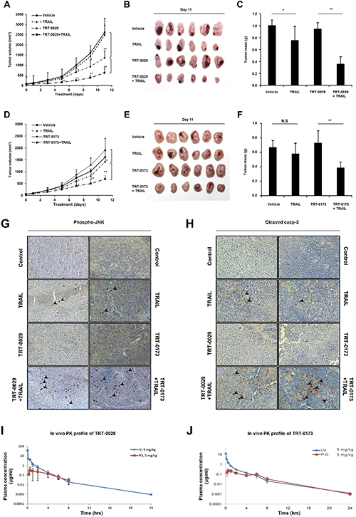 Treatment with lead compounds and TRAIL suppresses the growth of Huh7 tumor xenografts.