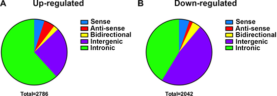 Subgroups classification of differentially expressed lncRNAs.