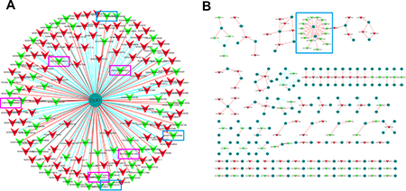 Construction of the lncRNAs and protein coding genes co-expression network.