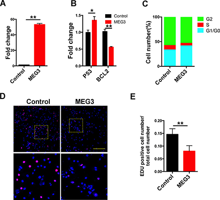 Over-expression of MEG3 suppressed chordoma cells proliferation.