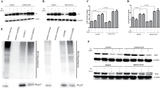 Lewis y antigen promoted the degradation of p27 via the ubiquitin-proteasome pathway, but not autophagy.