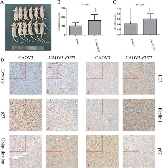 In vivo study of the impact of Lewis y antigen on the degradation of p27.