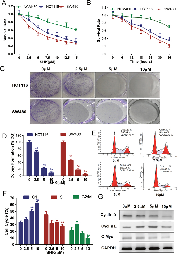 Shikonin suppresses the proliferation of colon cancer cells in vitro.