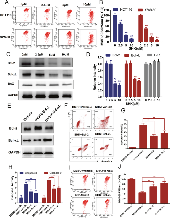 Shikonin-induced apoptosis in colon cancer cells is mitochondrial mediated.