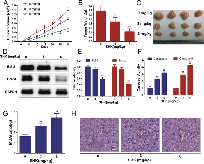 Shikonin exerts anticancer activities and induces the apoptosis of xenografts in vivo.