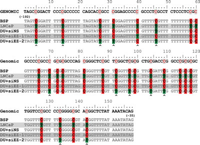Bisulfite sequence of MSP/ USP region of ID4 promoter.