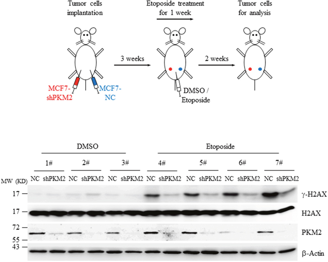 Knockdown of PKM2 decreased &#x03B3;-H2AX level in xenografts.