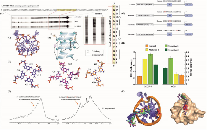 G-Quadruplex as a Target of M2.