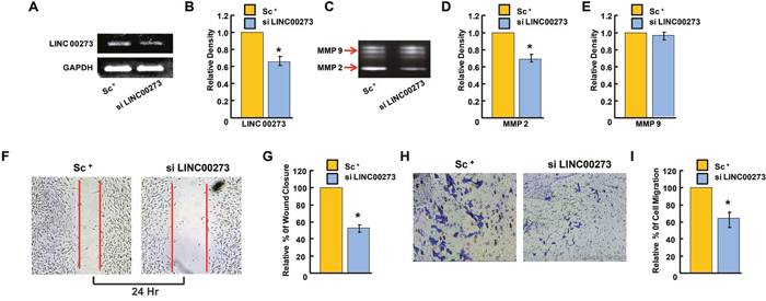 Effect of LINC00273 gene knockdown [using short interfering RNAs (siRNAs)] on B-16 melanoma cells.