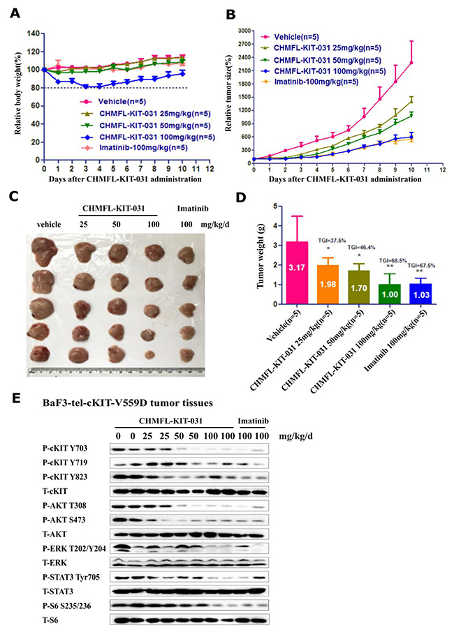 Effect of CHMFL-KIT-031 in the BaF3-TEL-KIT-V559D inoculated mouse model.
