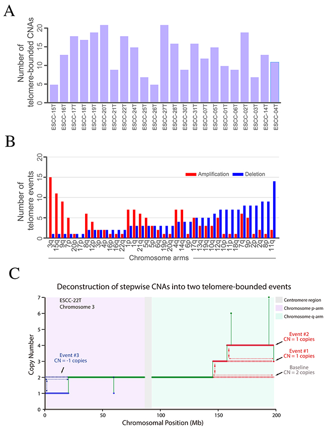 Telomere-bounded copy number changes and targeted amplification across 23 ESCCs.