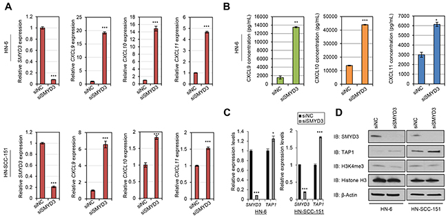 SMYD3 knockdown induces the expression of CD8&#x002B; T-cell attracting chemokines and antigen processing machinery molecules in SCCHN cells.