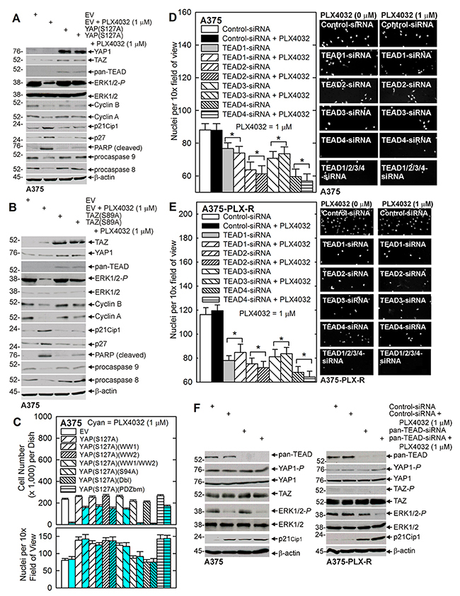 The role of YAP1, TAZ and TEADs.