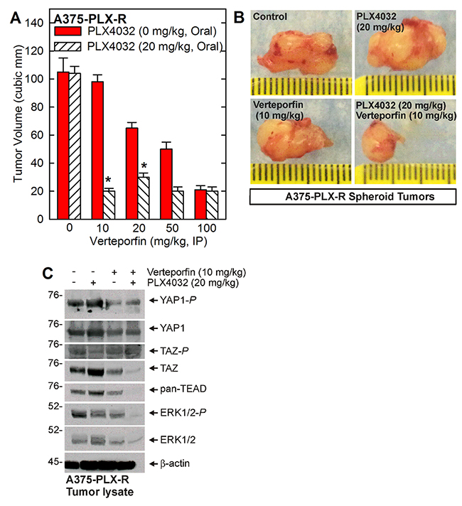 Verteporfin restores PLX4032 suppression of ERK1/2 signaling and tumor formation.