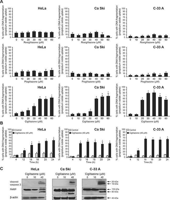 Ciglitazone induces human cervical cancer cell apoptosis.