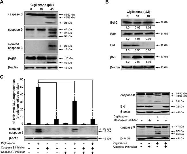 Ciglitazone triggers Ca Ski cell death through extrinsic and intrinsic apoptotic pathways.