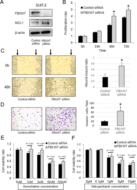 In vitro functional analysis of FBXW7 in SUIT-2 pancreatic cancer cells transfected with FBXW7-specific siRNA.