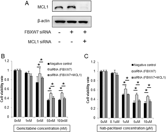 Enhanced chemoresistance in FBXW7-knockdown cells was eliminated by MCL1 suppression.