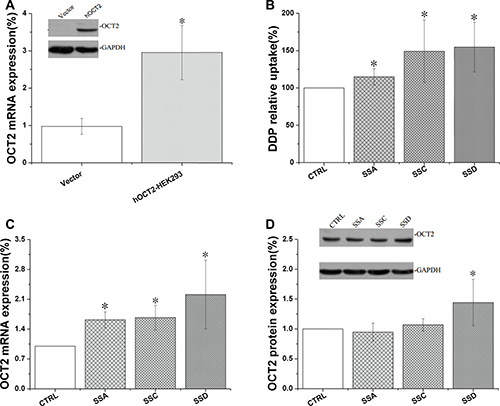 Saikosaponin A, C, and D increased cisplatin uptake and affected OCT2 expression in OCT2-HEK 293 cells.