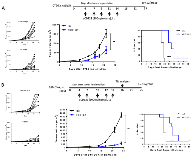 CD122 mAb treatment suppressed CT26 and B16-OVA tumor growth and enhanced long-term survival.