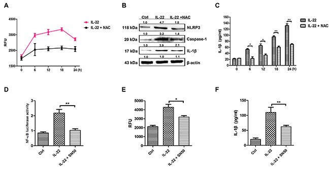IL-22 induces IL-1&#x03B2; secretion by activating NF-&#x03BA;B to generate ROS.