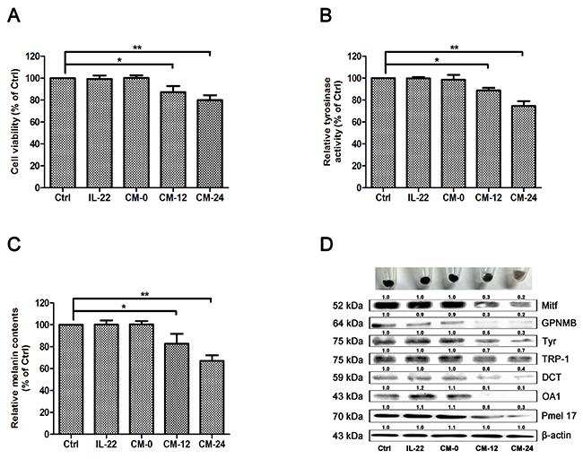 Effect of conditional medium on melanogenesis of NHEM.