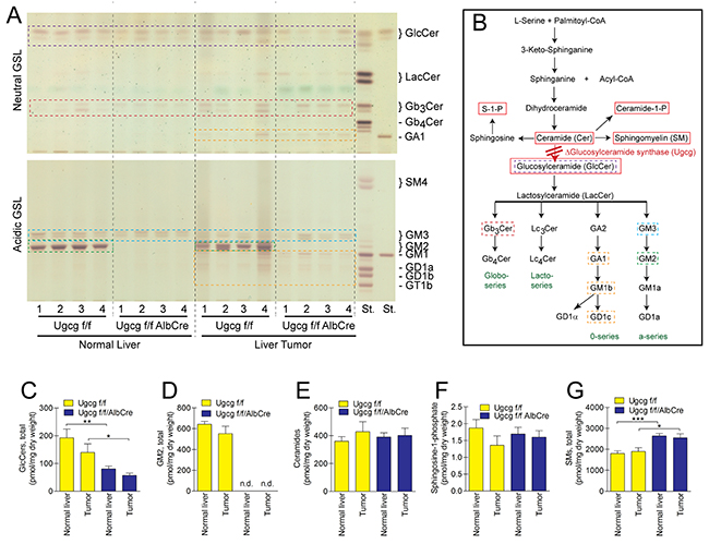 Ugcg deficiency results in deletion of GSLs in normal liver- and respective tumor tissue.