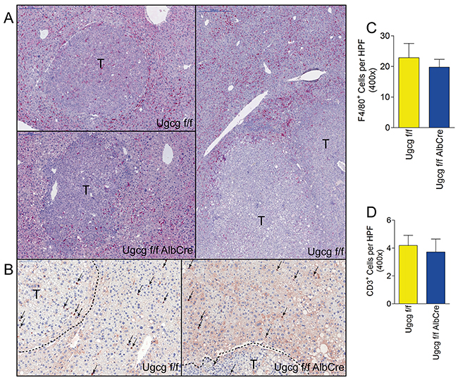 Numbers of F4/80 and CD3 positive immune cells are similar in control- and Ugcgf/fAlbCre liver.