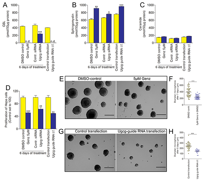 Proliferation of hepatoma cells and hepatoma microspheres is drastically reduced upon Ugcg repression.