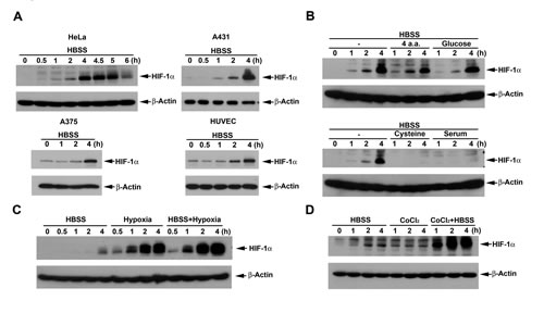 HBSS induces HIF-1&#x3b1; expression and potentiates the HIF-1&#x3b1; responses of hypoxia and CoCl