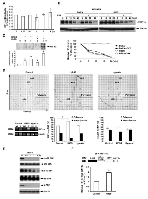 HBSS enhances HIF-1&#x3b1; expression through IRES-dependent translation.