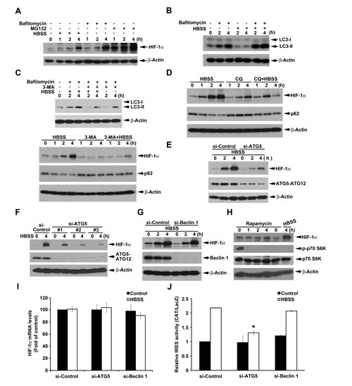 Beclin 1-independent macroautophagy positively regulates HBSS-induced HIF-1&#x3b1; IRES activity in HeLa cells.