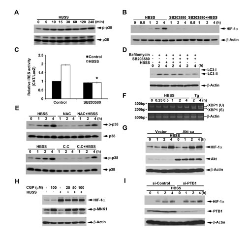 p38 mediates HBSS-induced HIF-1&#x3b1; expression independent of macroautophagy.