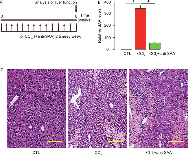Suppression of SAA in CCl4-treated mouse liver.