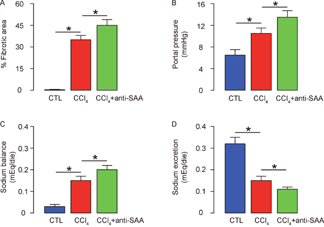 Suppression of SAA enhances liver fibrogenesis induced by CCl4.