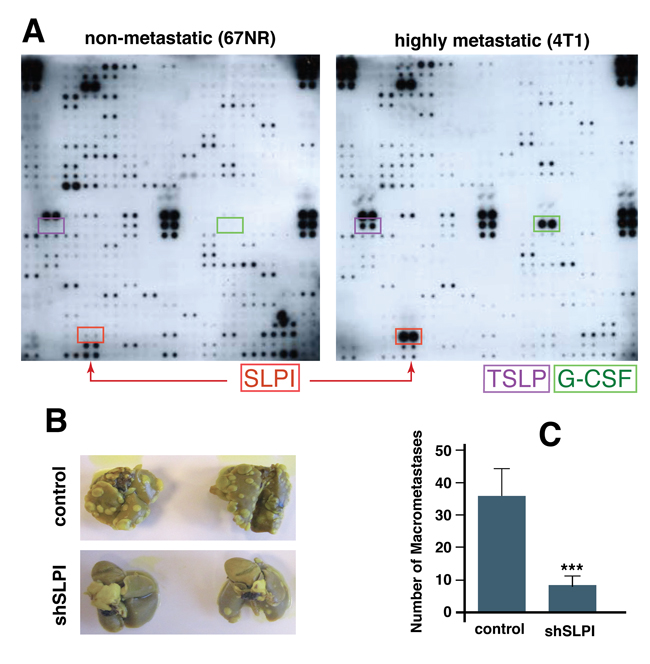 SLPI is upregulated in highly metastatic cancer cells and promotes spontaneous lung metastasis in mice.