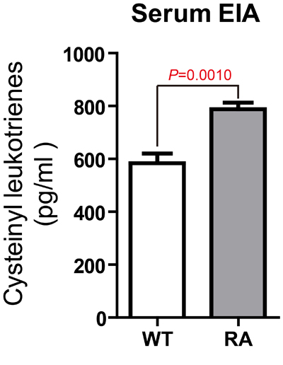 Significantly increased CysLTs levels in the serum of CIA mice.