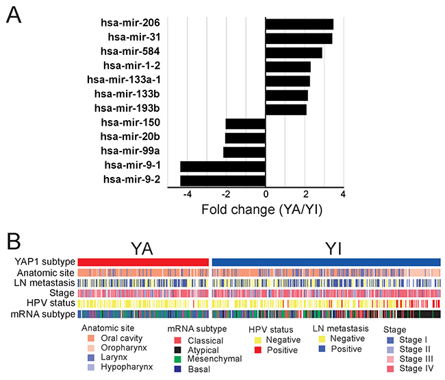 Molecular characteristics of the YA and YI subtypes.