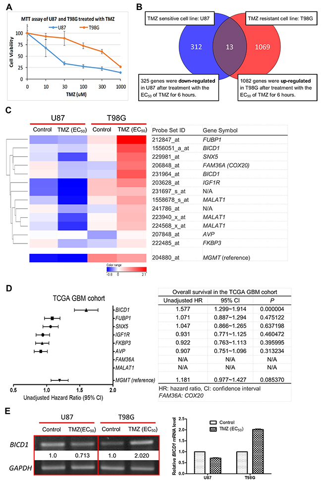 Identification of BICD1 expression as a potential biomarker of GBMs.