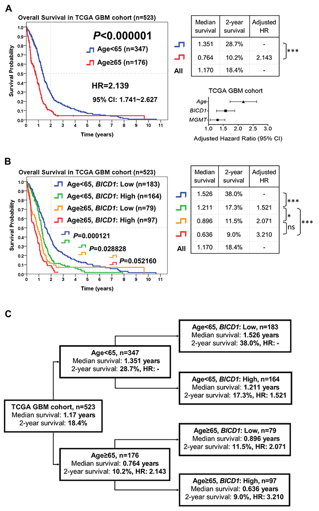 The combined utilization of age and BICD1 expression may provide more accurate outcome assessment of GBM patients by risk stratification of patients in the TCGA GBM cohort (n=523).