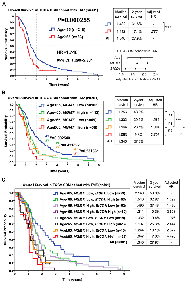 The combined utilization of age, MGMT and BICD1 expression may provide better prediction of patients&rsquo; response to TMZ chemotherapy by risk stratification of GBM patients who received TMZ chemotherapy in the TCGA GBM cohort (n=301).