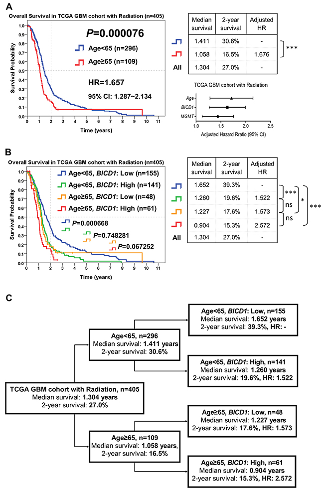 The combined utilization of age and BICD1 expression may provide better prediction of patients&rsquo; response to radiation therapy by risk stratification of GBM patients who received radiation therapy in the TCGA GBM cohort (n=405).