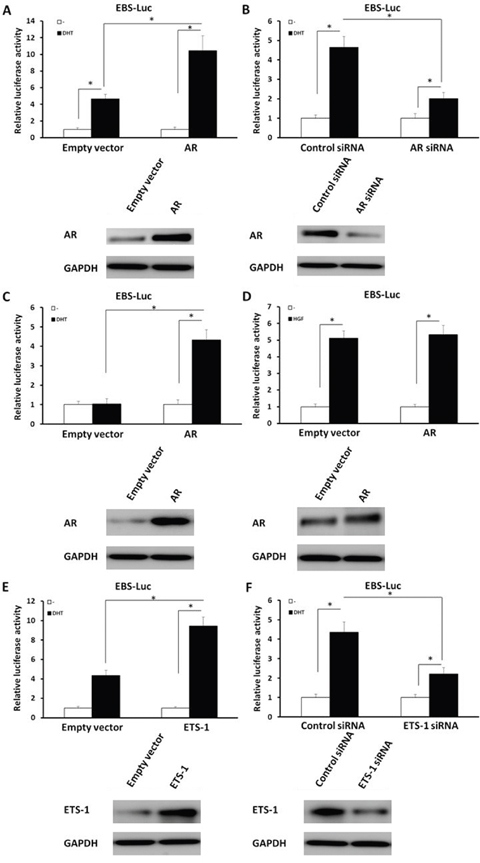 AR (but not HGF/c-Met) mediates the enhancement of androgen-induced ETS-1 activity.