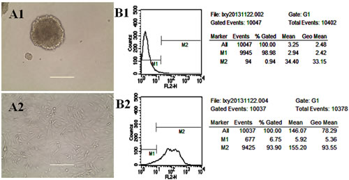 Fig.2: Identification of glioma stem cells (GSCs) .