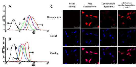 Fig.3: Cellular uptake and distribution in GSCs.